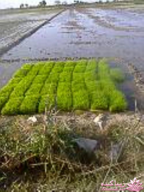 .:آلبوم عکسهای خودگرفته ما:.